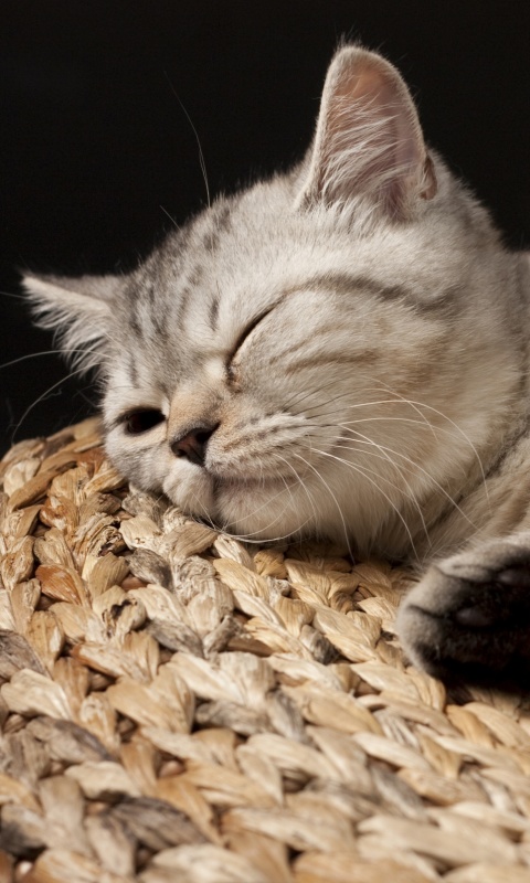 Пушистый кот спит на корзине обои