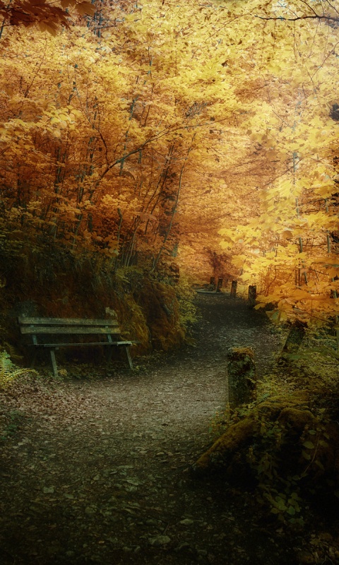 Скамейке в чаще парка обои