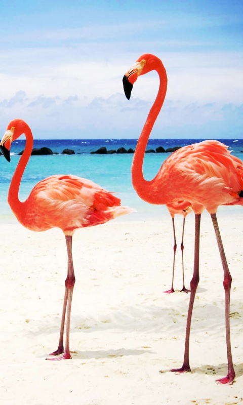 Розовые фламинго на пляже обои
