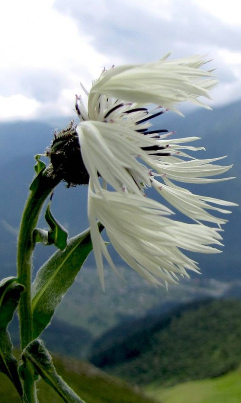 Горный цветок обои