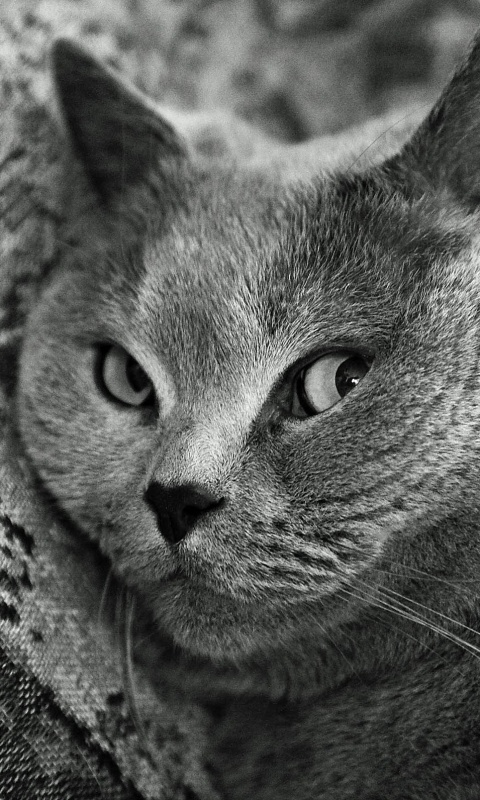 Щекастый британский котик обои