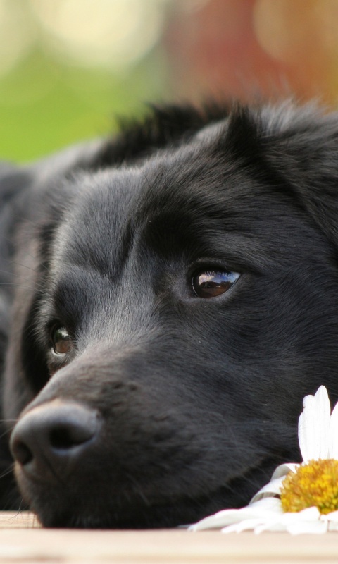 Собака с ромашкой обои