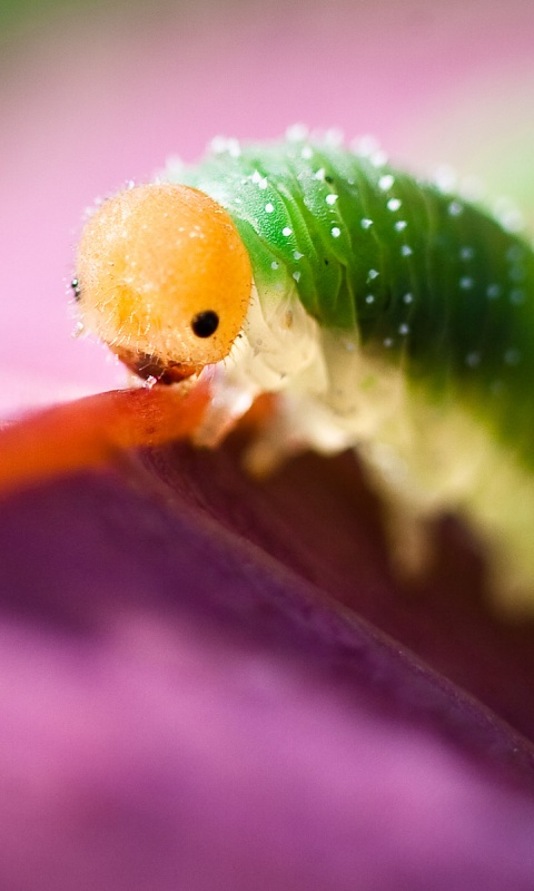 Гусеница бабочки на лепестке обои