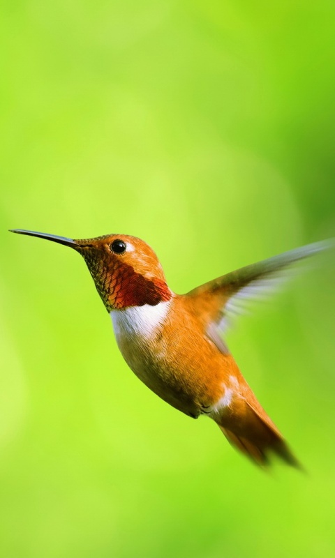 Маленькая колибри обои