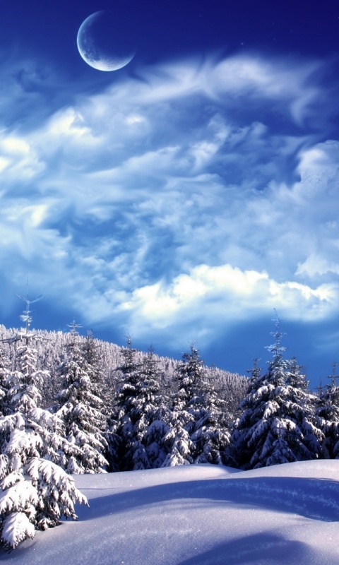 Зимний еловый лес обои