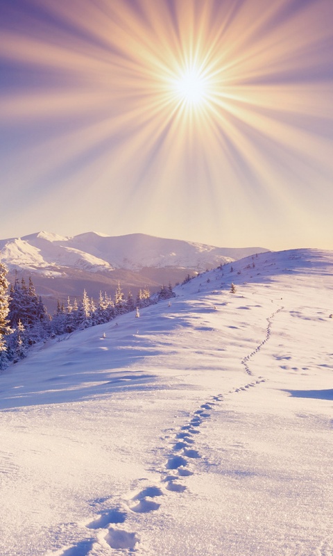 Холодные лучи зимнего солнца обои