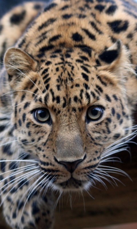 Леопард в зоопарке обои