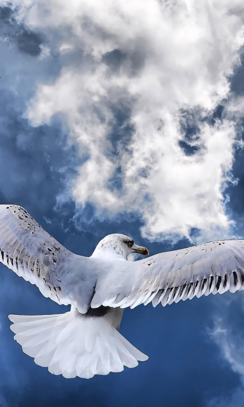 Гордая птица в полете обои
