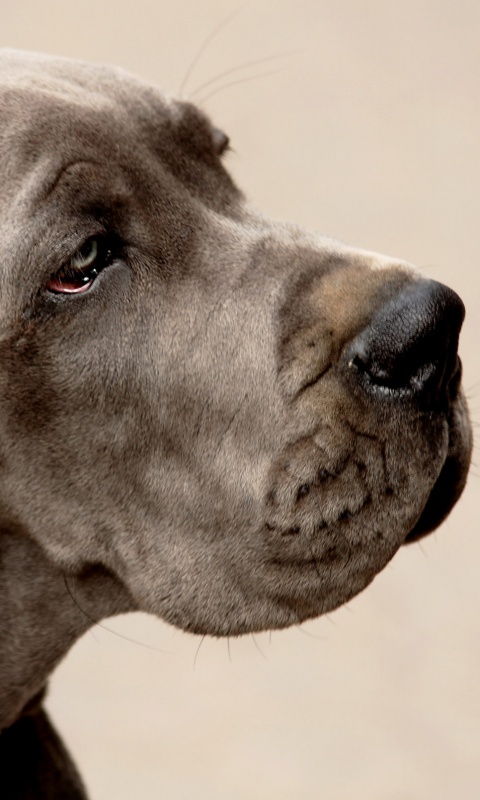 Грустная собака обои