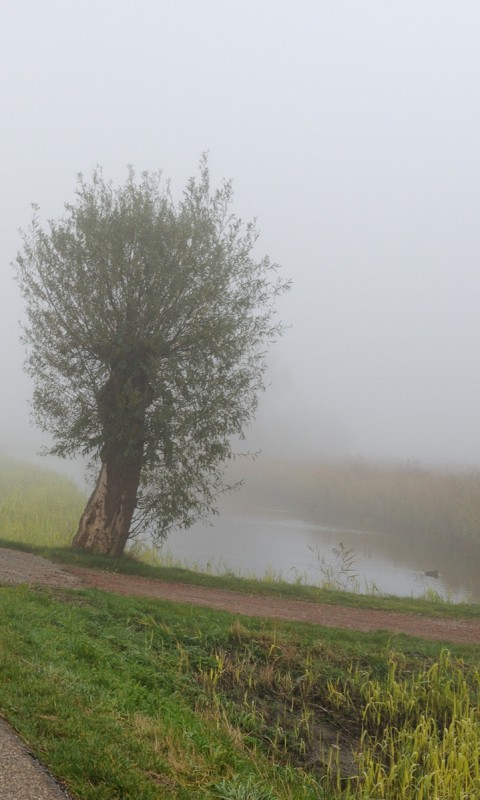 Дорога растворяется в тумане обои