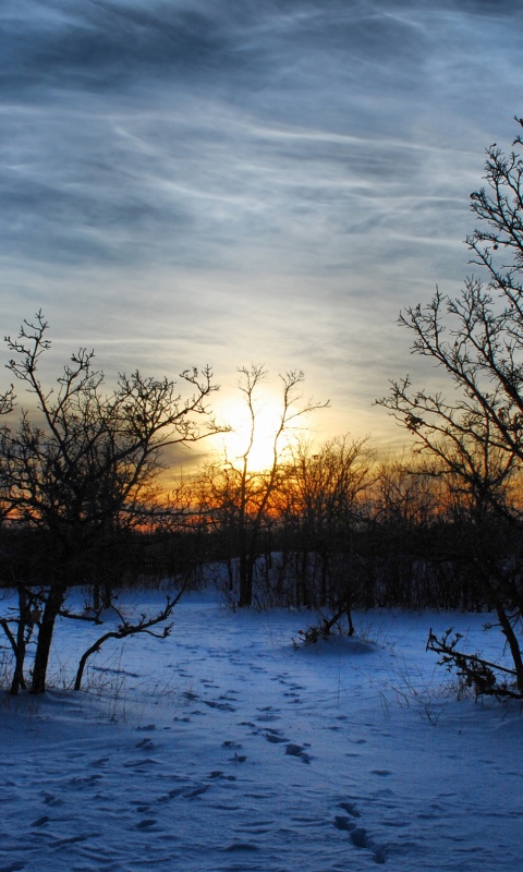 Закат в зимнем лесу обои