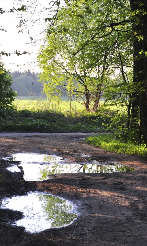 Лесная дорога обои