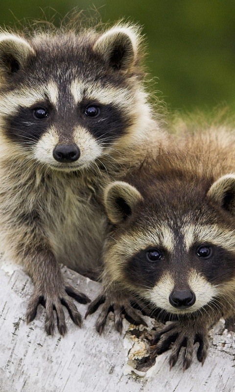 Полосатики обои