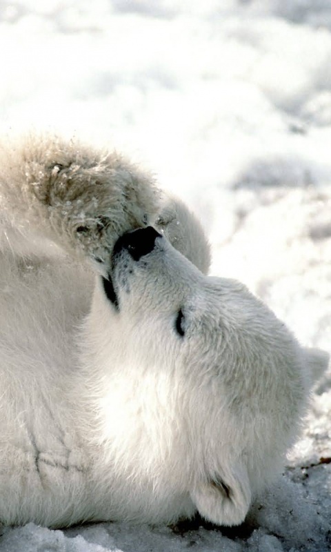 Мишка на севере обои