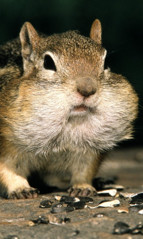 Не жадный, а бережливый обои