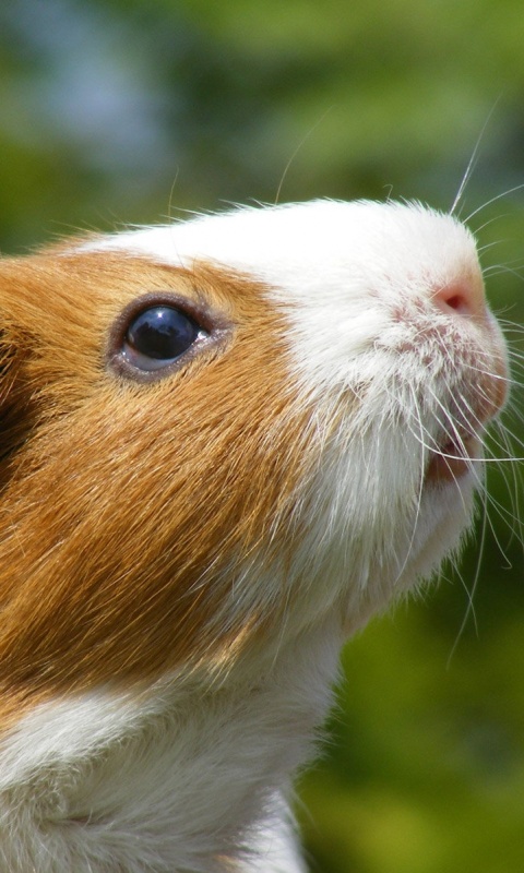 Морская свинка - романтик обои