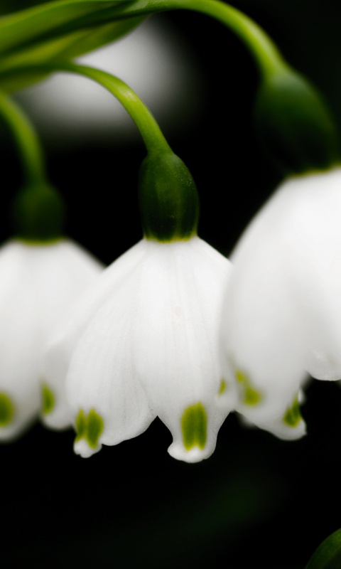 Белые ландыши обои