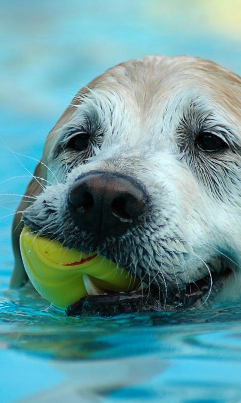 Пёс с игрушкой в зубах обои