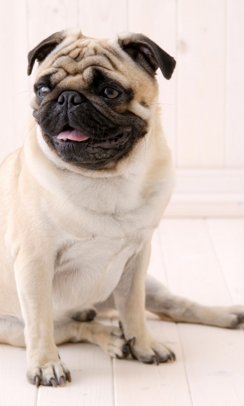 Симпатичный мопс на полу обои