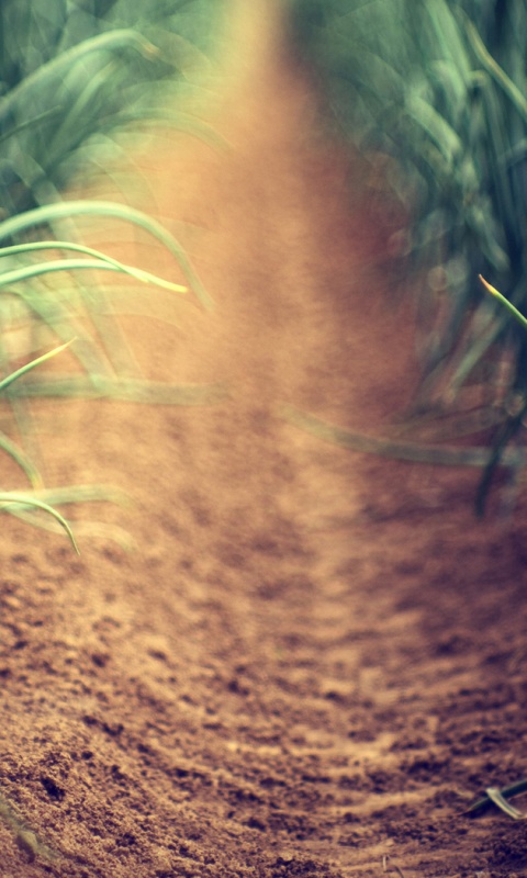 Тропинка в траве обои