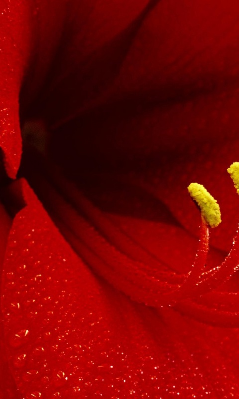 Красная манящая лилия обои