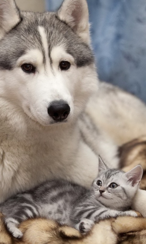 Собака и котенок обои