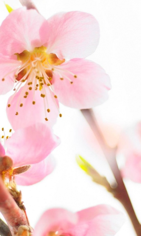 Нежные розовые цветы обои