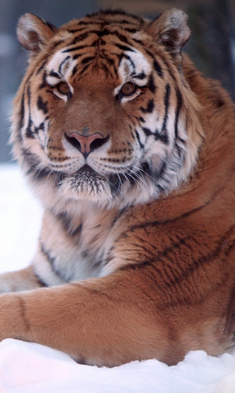 Тигр в снегу обои