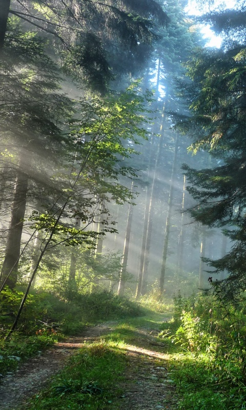 Тропа в лесу обои