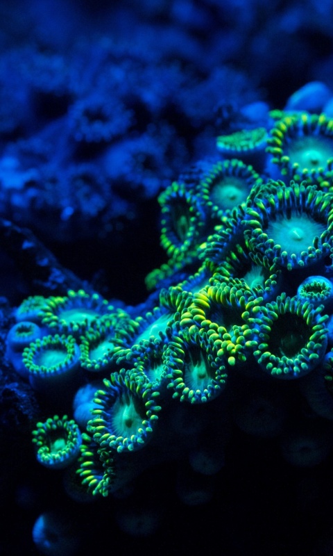 Морское дно обои