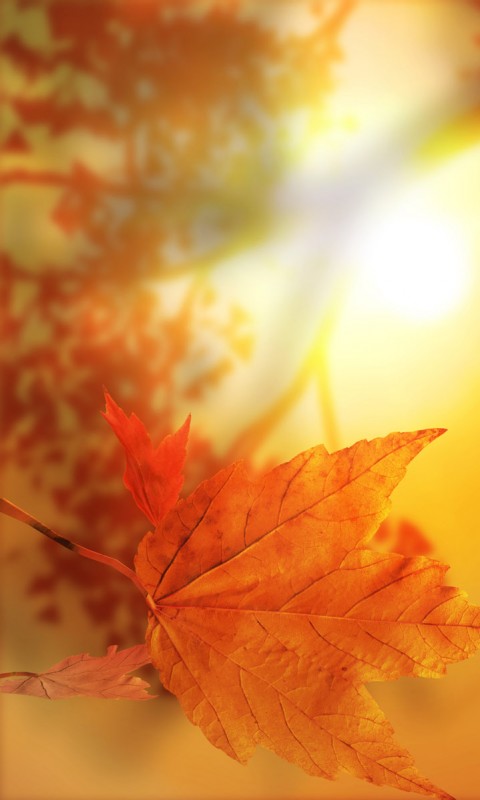 Осенний блюз обои