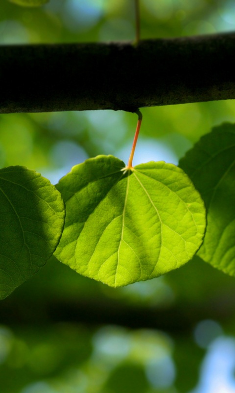 Ветка с зелеными листочками обои