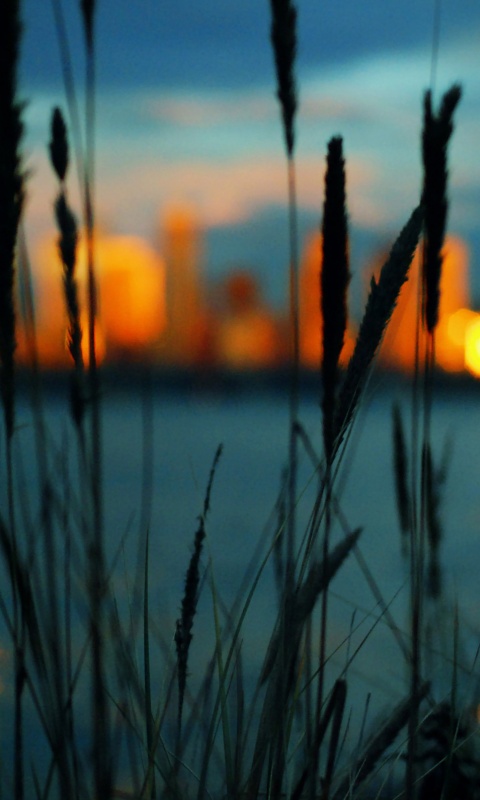 Камыш на фоне вечерних огней обои