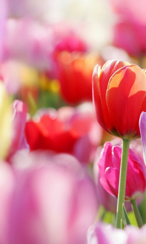 Красивые тюльпаны обои