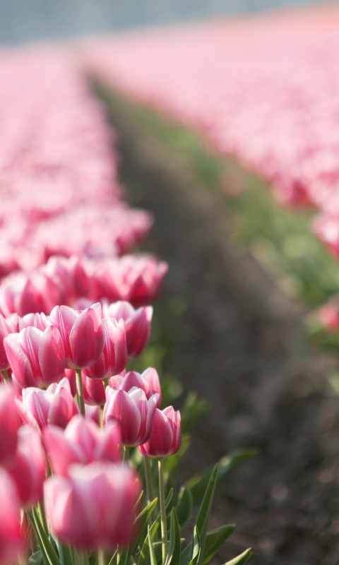 Тропинка в поле розовых тюльпанов обои