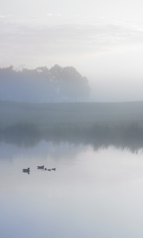 Ducks on a Misty Pond обои