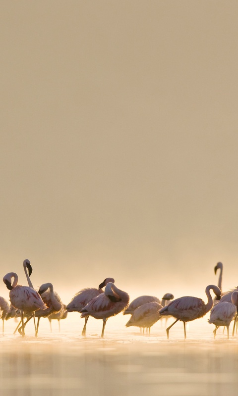 Flamingos обои