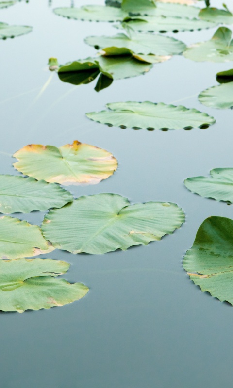 Плавающие листья обои