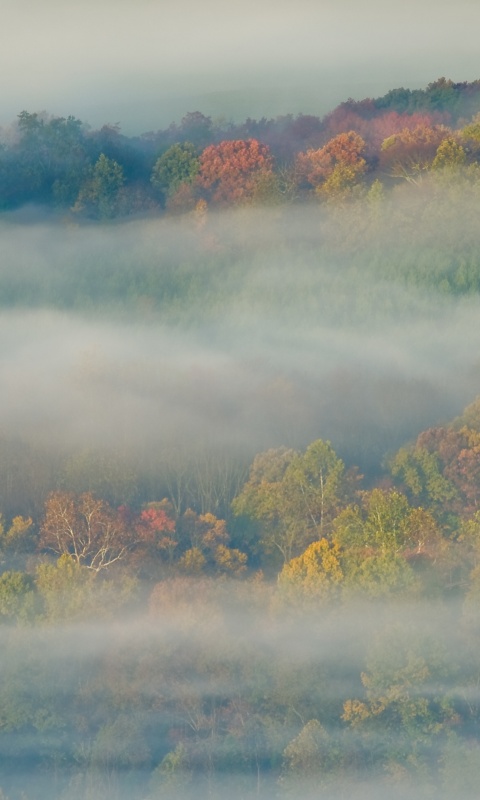 Туманный лес обои