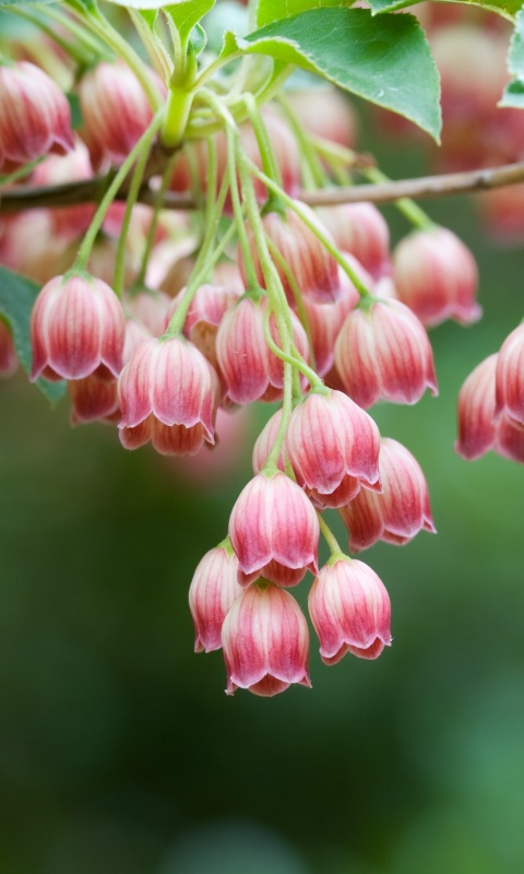 Красные колокольчики обои