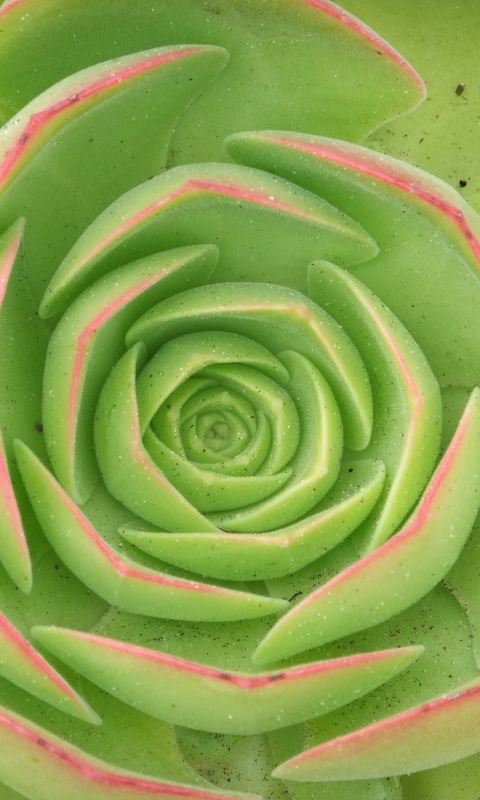 Зеленый цветок обои