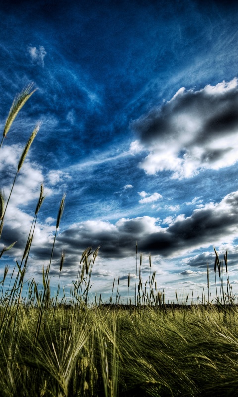 HDR Поле обои