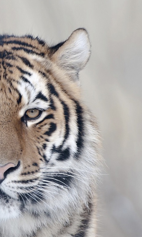 Красавец тигр обои