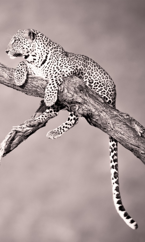 Ягуар на дереве обои