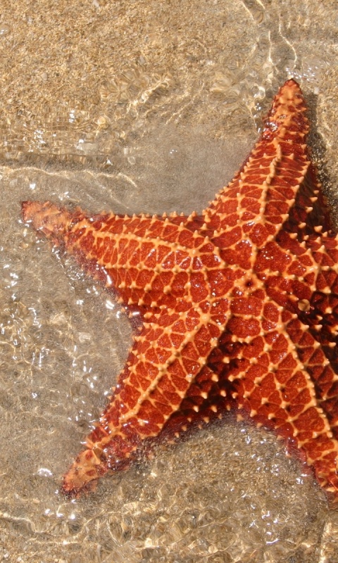 Морская звезда обои