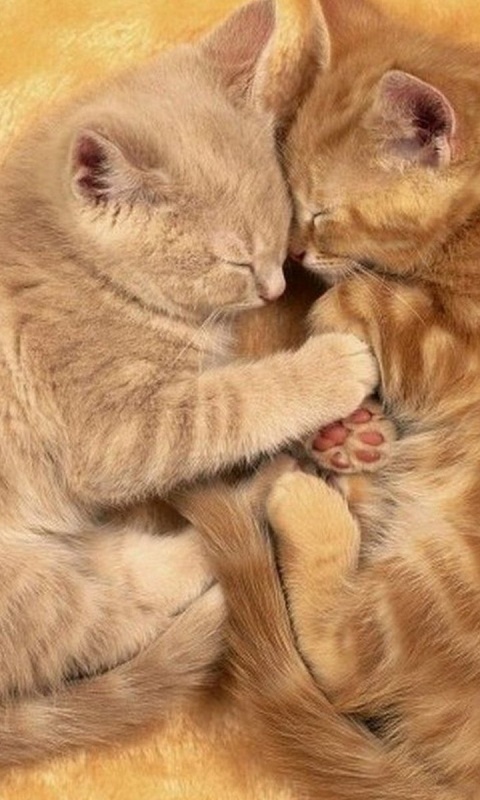 Рыжие котята в обнимку обои