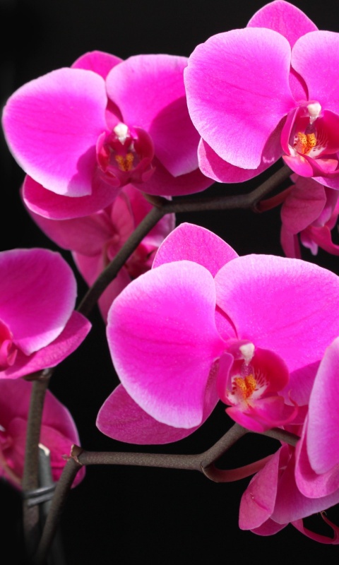 Орхидея обои