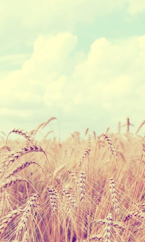 Поле колосьев обои
