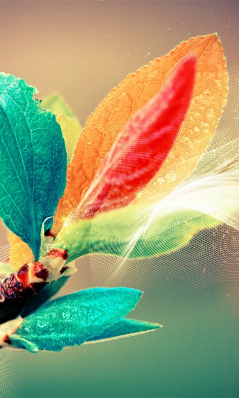 Разноцветные листья обои