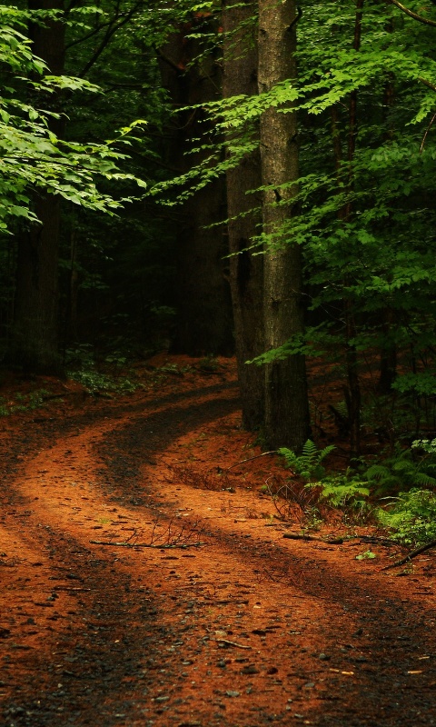 Лесная дорога обои